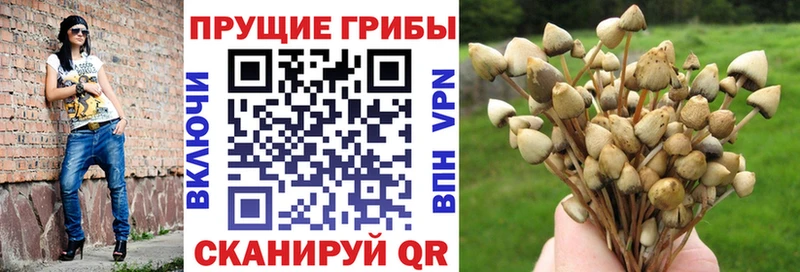 наркошоп  Великие Луки  omg маркетплейс  Псилоцибиновые грибы Psilocybe 